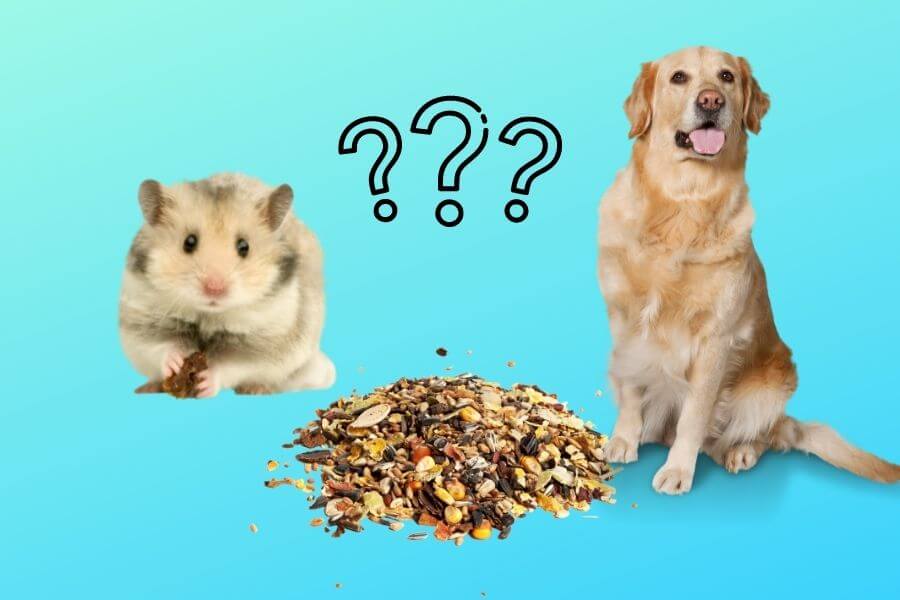 can dogs eat hamster treats