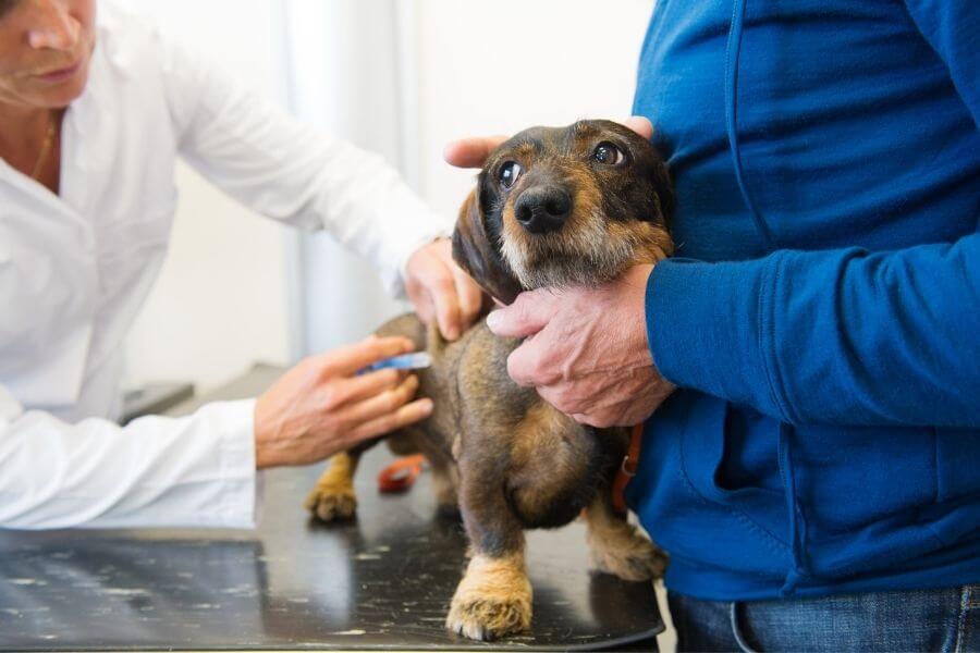 Do Dogs Get Sick After Vaccination Shots?