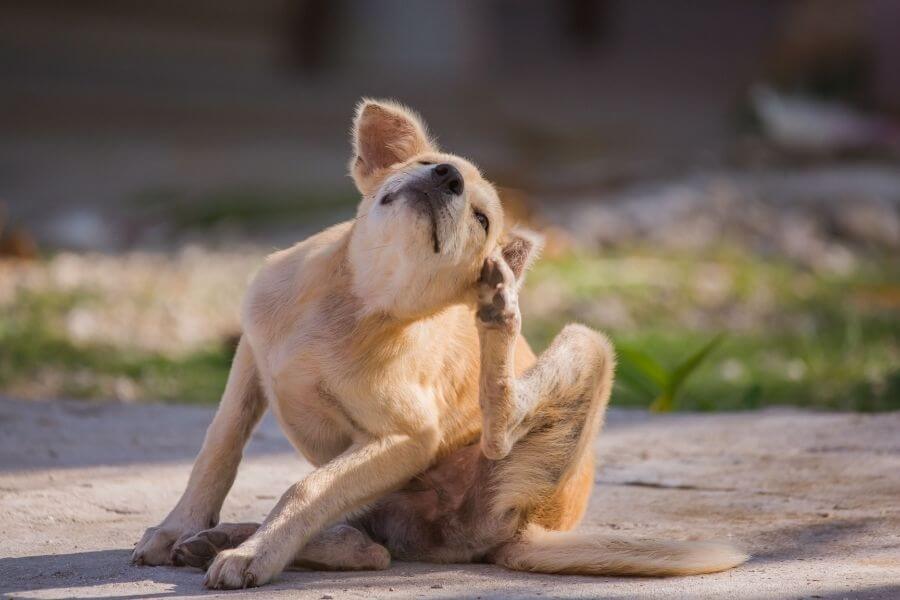 dog scratching its ear