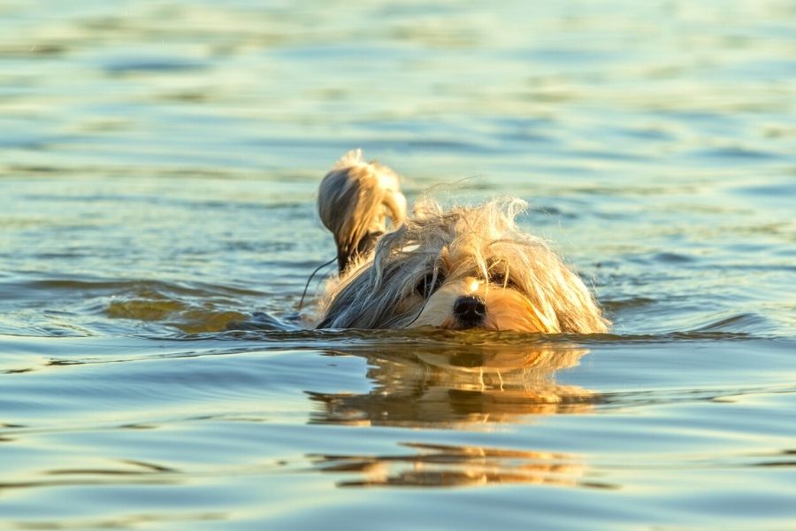 havanese-dog-swimming-1