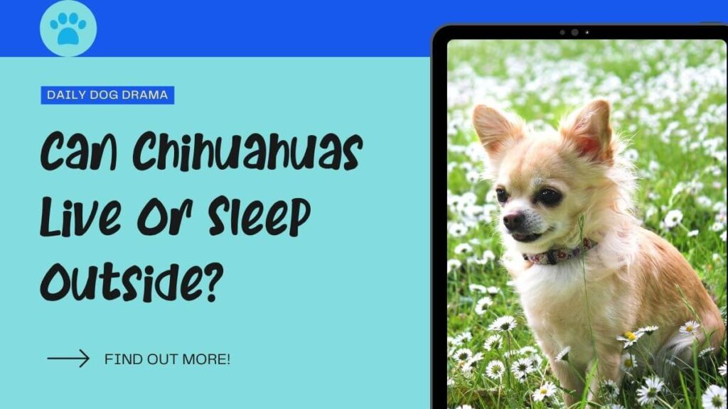 Can Chihuahuas Live Or Sleep Outside featured image