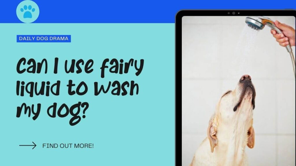Can-I-use-fairy-liquid-to-wash-my-dog-featured-image-1