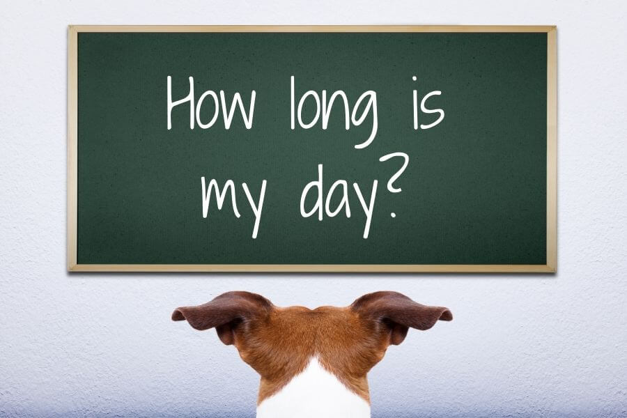 How long is a day for a dog