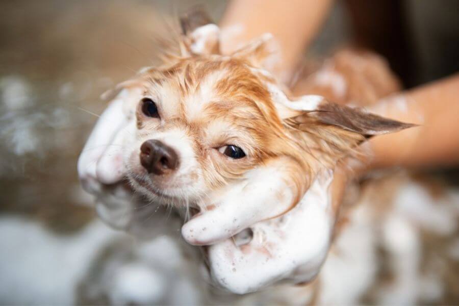 dog showering