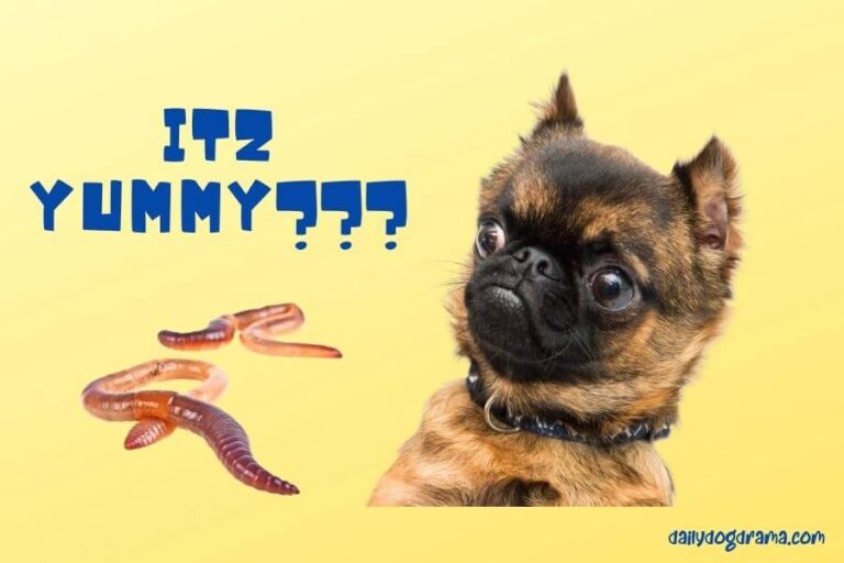 View of How to Stop My Dog From Eating Worms? 2 Methods That Will Work - Canine ...