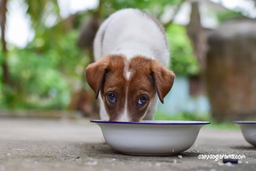 Are dogs hungrier on raw food
