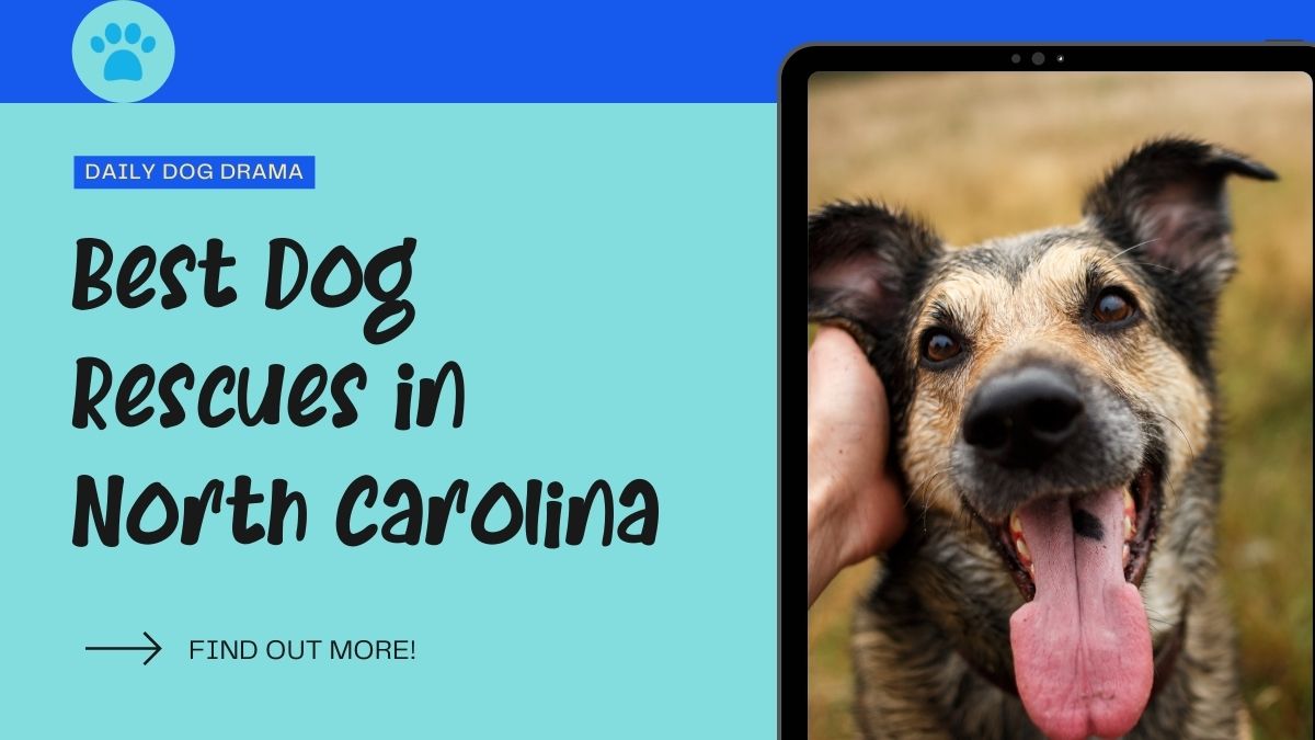 Best Dog rescues in north carolina featured image