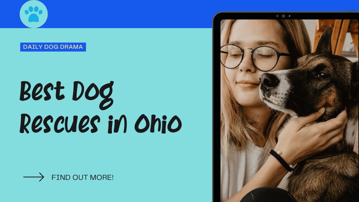 Best Dog rescues in ohio featured image