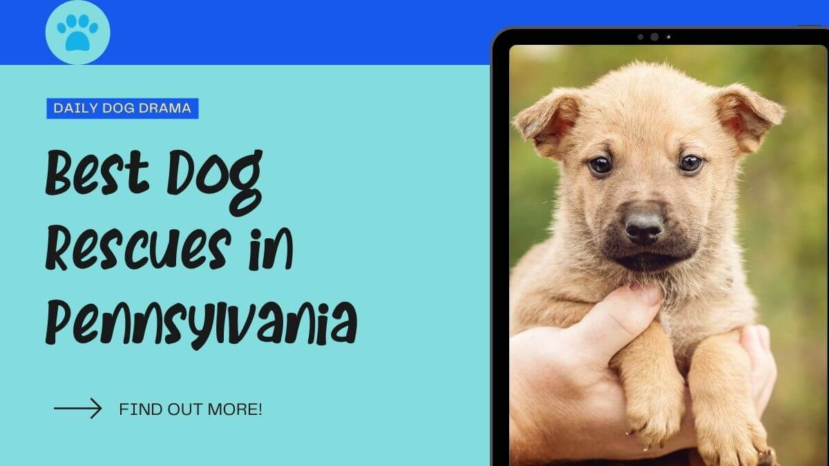 best dog rescues in pennsylvania