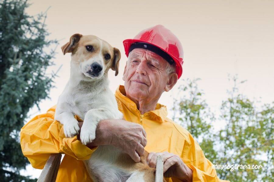 best dog rescues near illinois