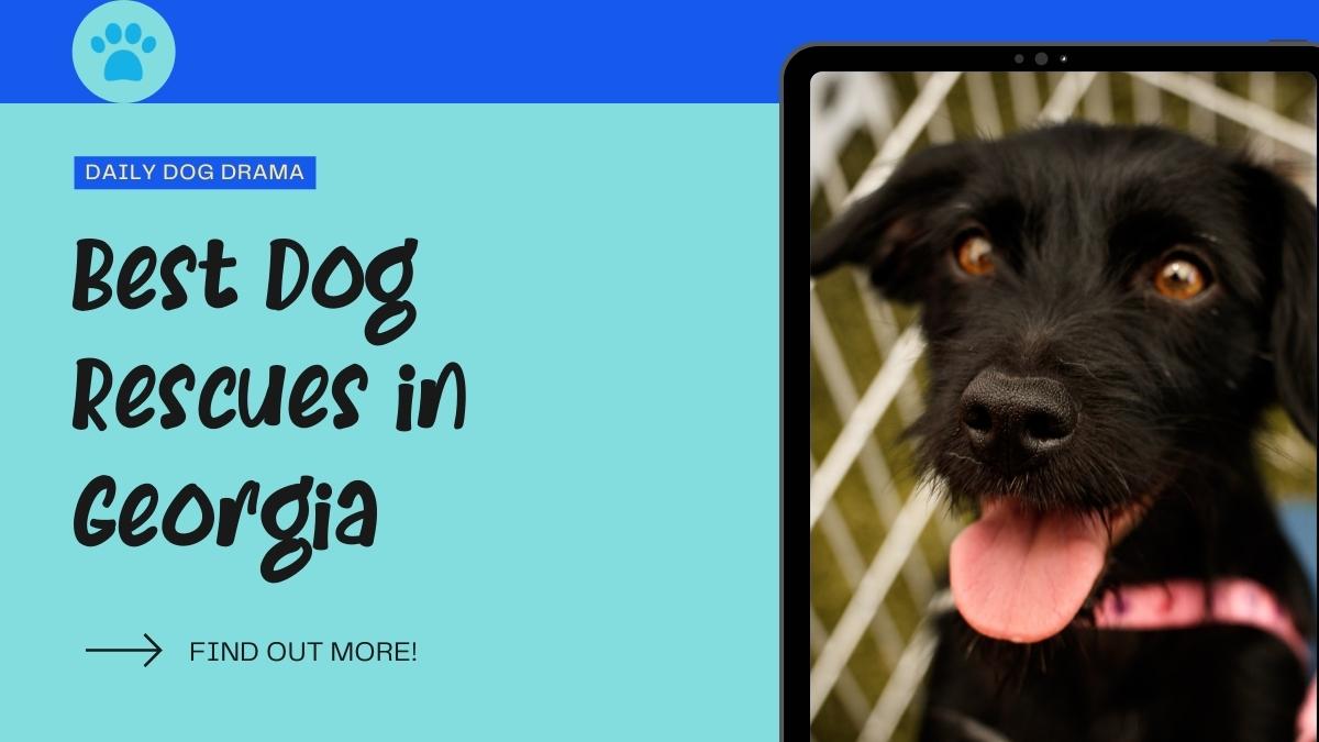 Best Dog rescues in georgia featured image