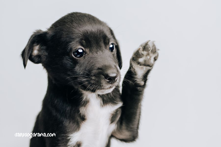 Can you break a puppy’s foot by stepping on it?