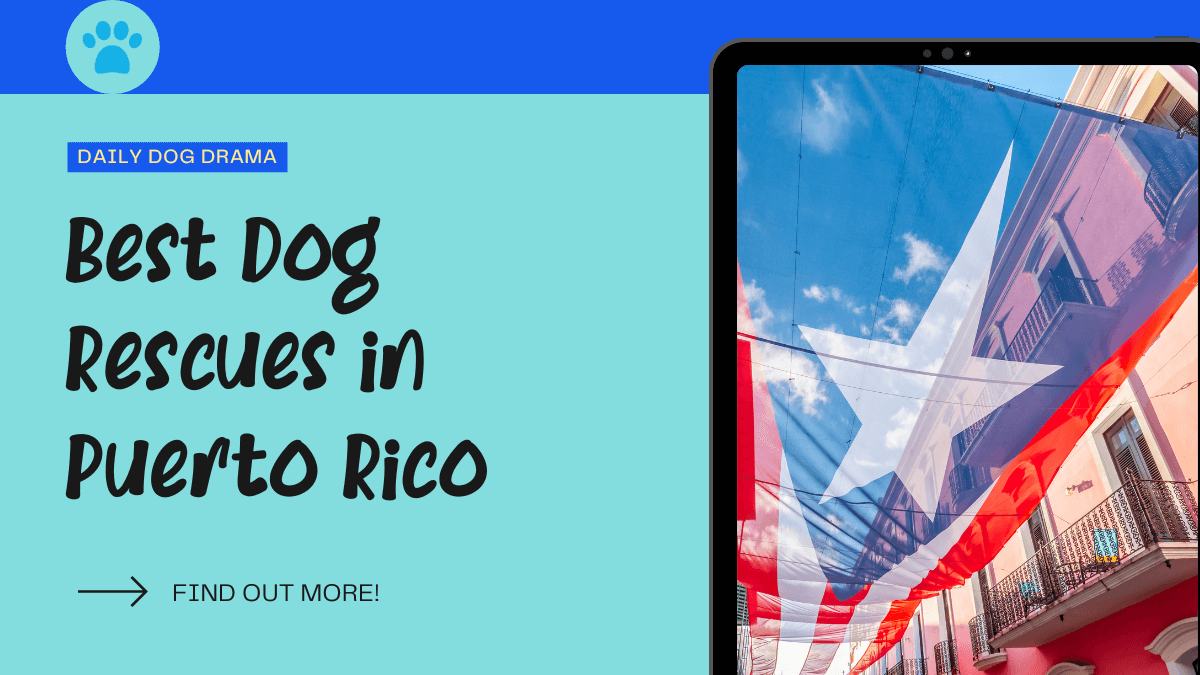 best dog rescues in puerto rico featured image