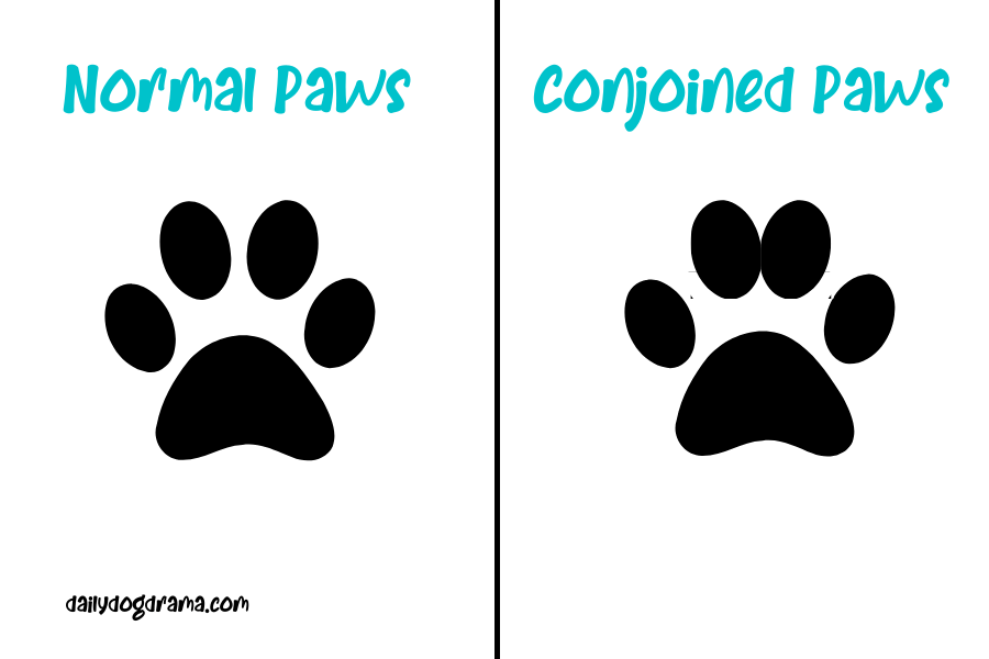 conjoined-paw-pads-in-dogs