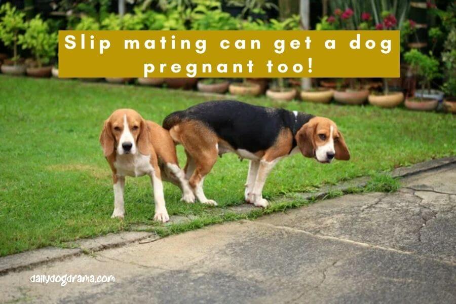 slip mating can get a dog pregnant too