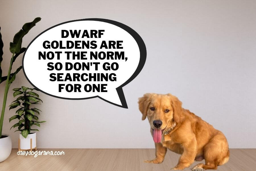 How Long Do golden retrievers with dwarfism live