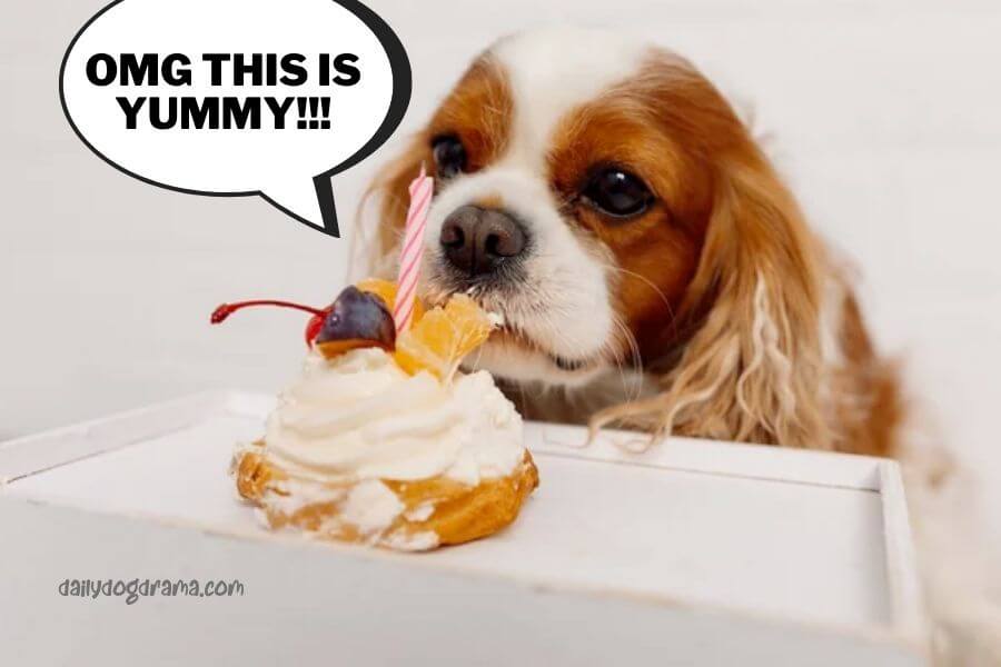 How to Get Your Cavalier King Charles Spaniel to Eat