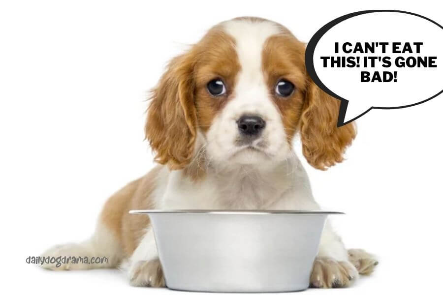 cavalier king charles spaniel not eating due to food turning stale