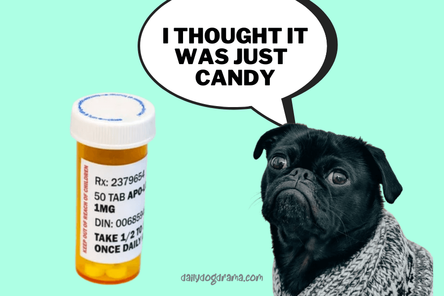 what if my dog ate ativan