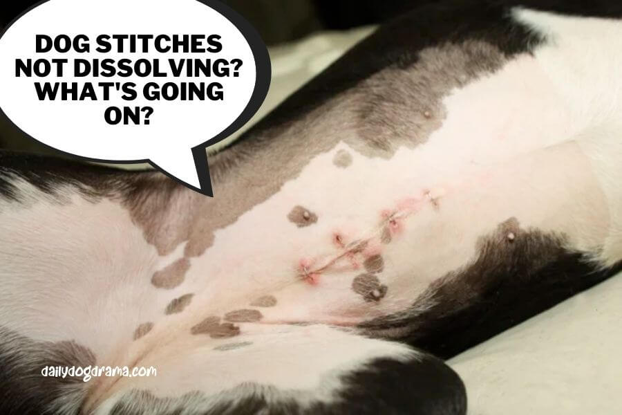 why is my dogs Stitches not dissolving? What's going on?