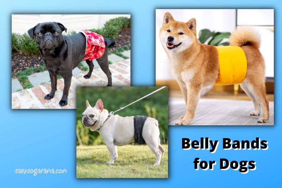 What Are Belly Bands for Dogs
