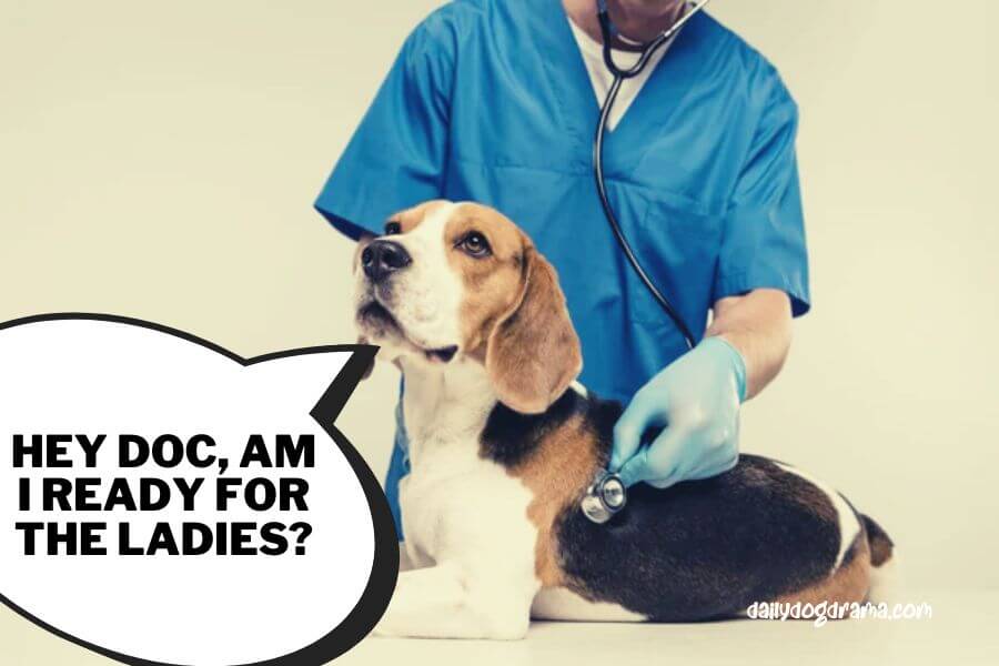 get a pre breeding check up for your stud dog