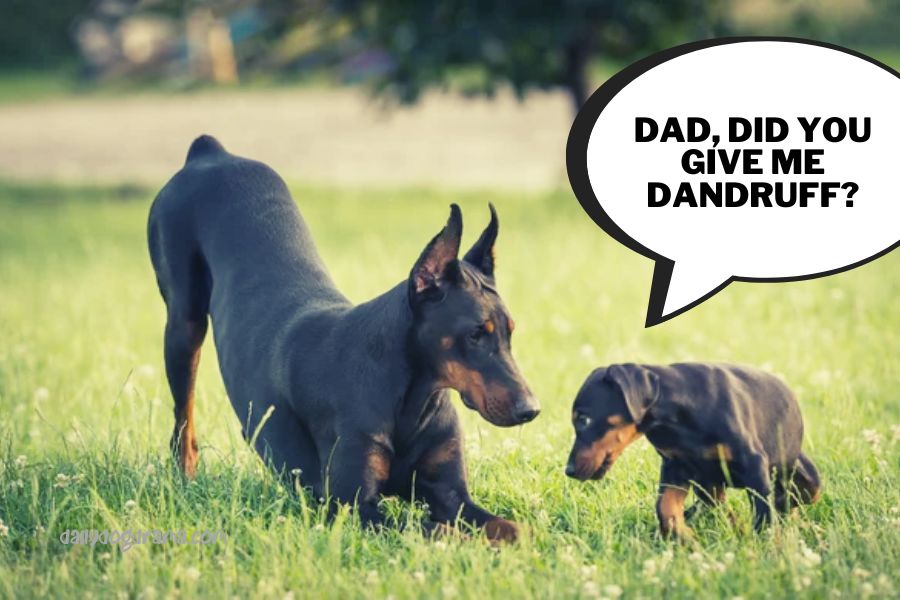 when is dandruff on your doberman a cause for concern