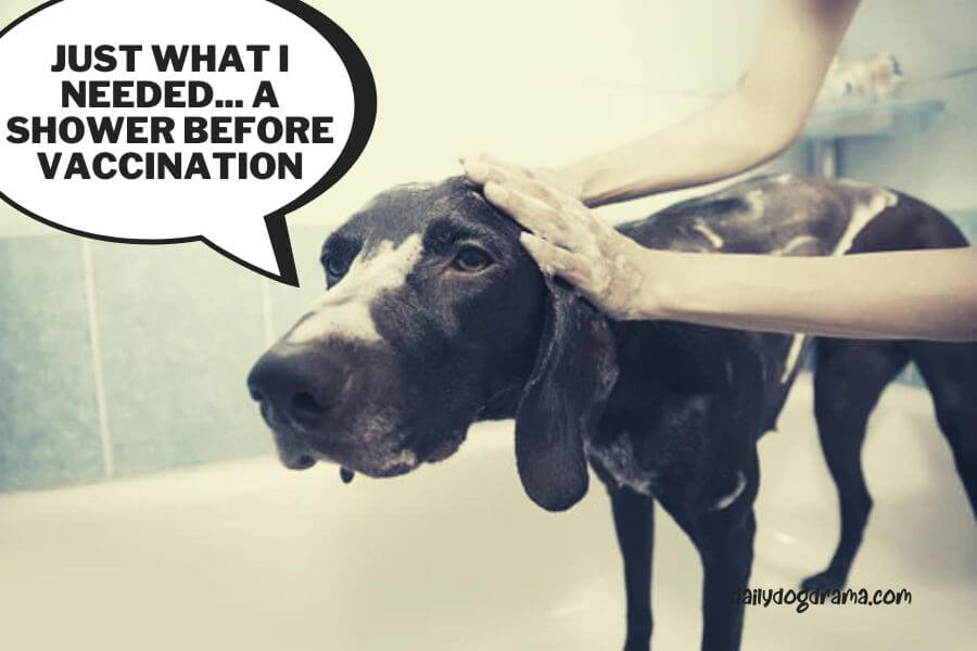 Can I Bathe My Dog Before Vaccination Shots?