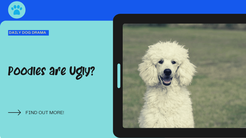 Poodles are Ugly featured image