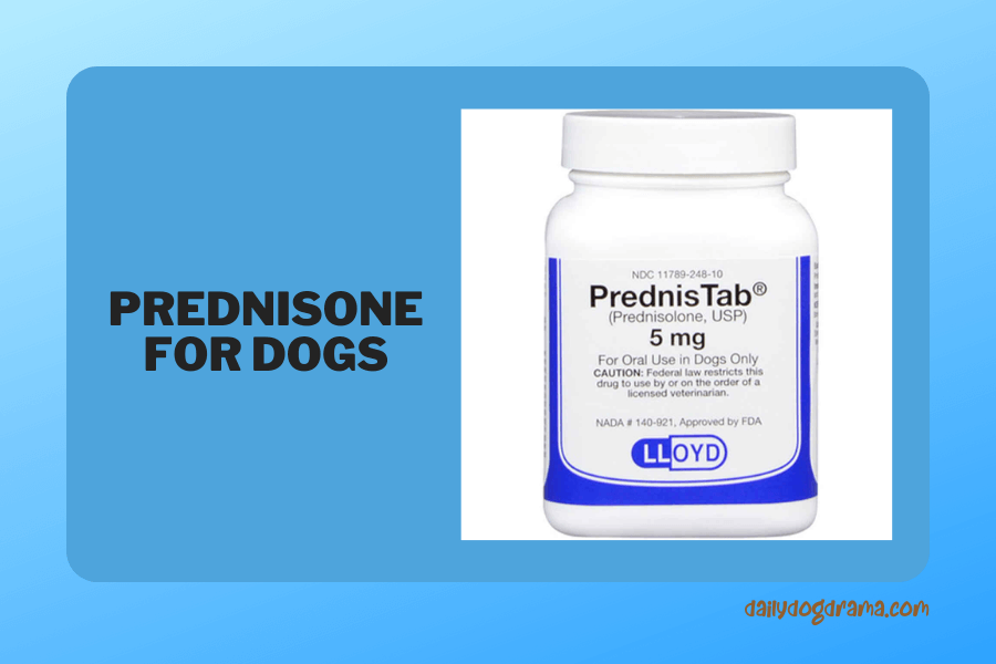 what is prednisone for dogs