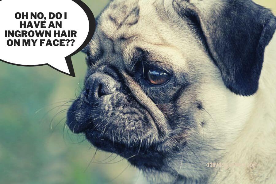Can Ingrown Hair on Dogs be Prevented?