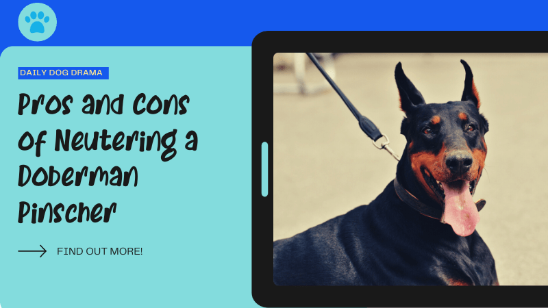 Pros and Cons of Neutering a Doberman Pinscher featured image