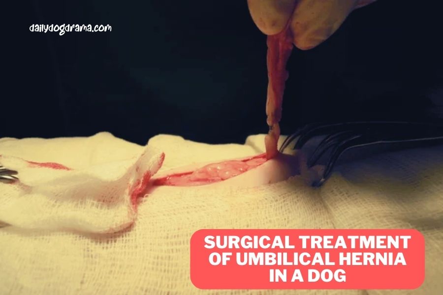 What Should I Do if My Puppy Has an Umbilical Hernia?