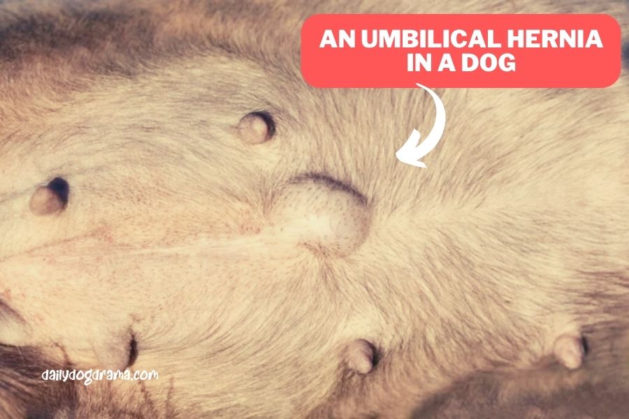 What is an Umbilical Hernia in Dogs?