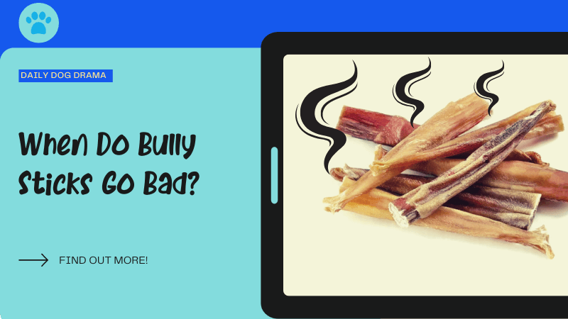 When Do Bully Sticks Go Bad featured image