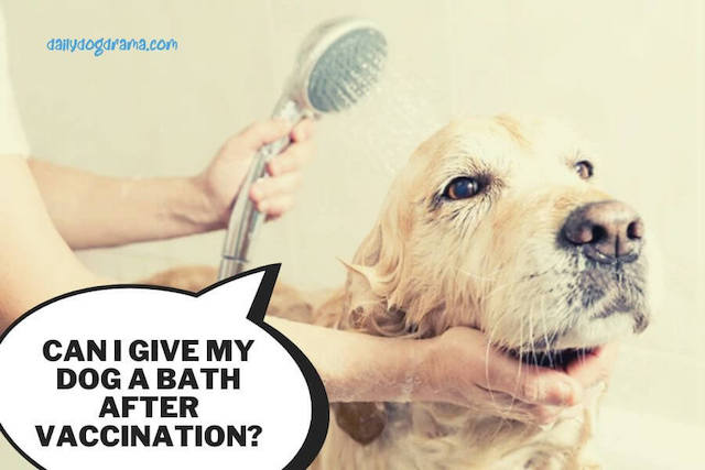 can i give my dog a bath after vaccination