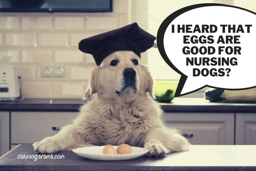 Benefits of Eating Eggs for Nursing Dogs