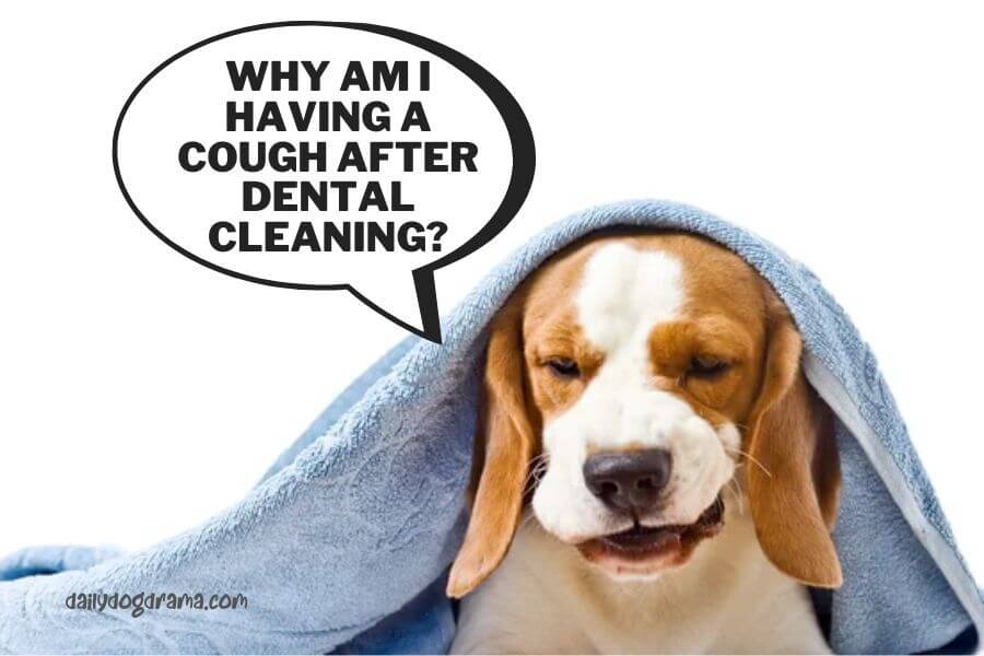 Complications From Dog Dental Cleaning