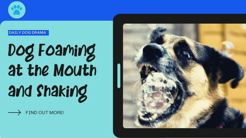 Dog Foaming at the Mouth and Shaking featured image