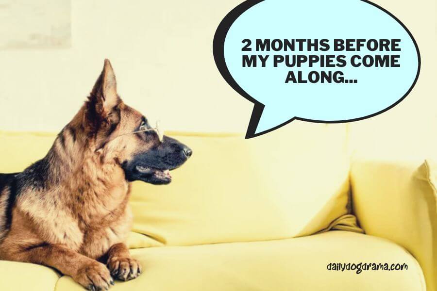 How Long is a German Shepherd Dog Pregnant for?