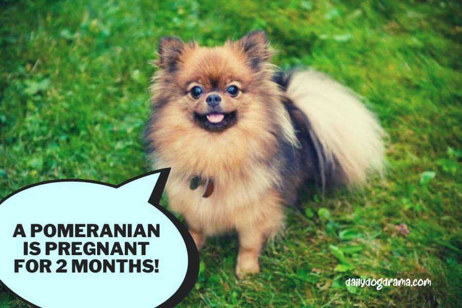 How Long is a Pomeranian Pregnant for?