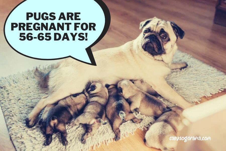 How Long is a Pug Pregnant for?