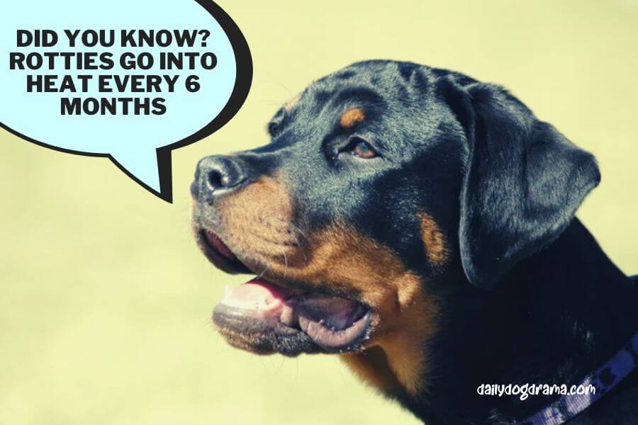 How Long is a Rottweiler Pregnant for?