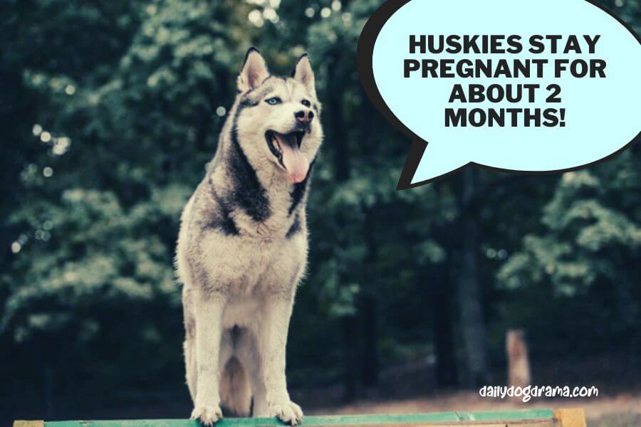 How Long is a Siberian Husky Pregnant for