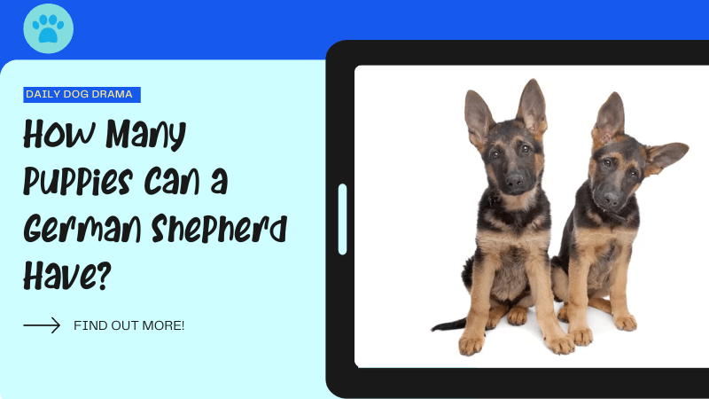 How Many Puppies Can a German shepherd Have featured image