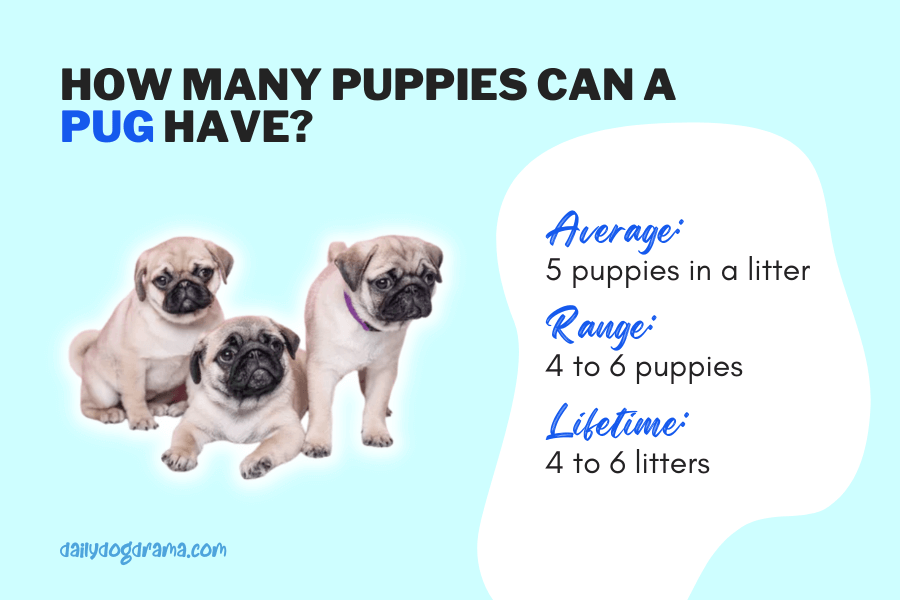 How Many Puppies Can a Pug Have in One Litter?
