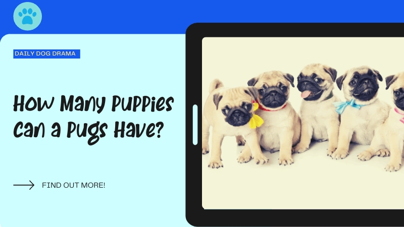 How Many Puppies Can a Pugs Have featured image