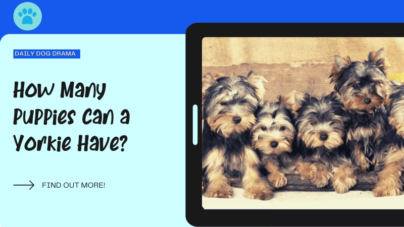 How-Many-Puppies-Can-a-Yorkie-Have-featured-image