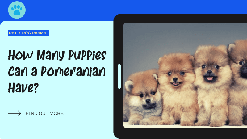 How Many Puppies Can a pomeranian Have featured image