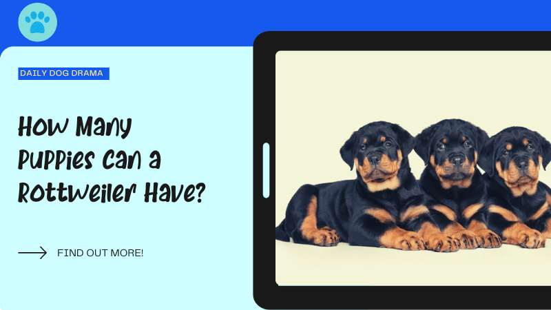 How Many Puppies Can a rottweiler Have featured image